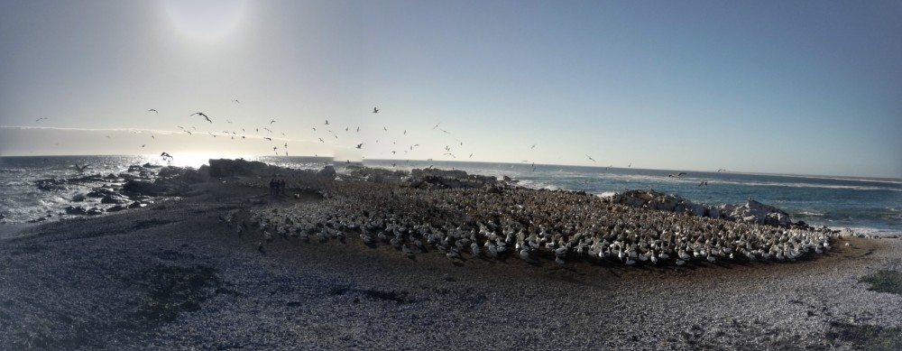 lamberts bay beach