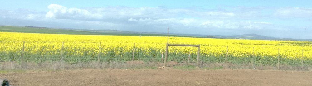 canola fields south africa