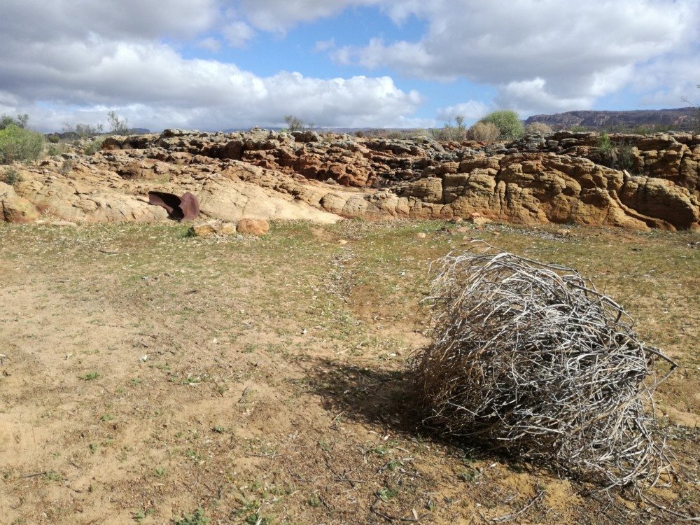 cederberg tumbleweed