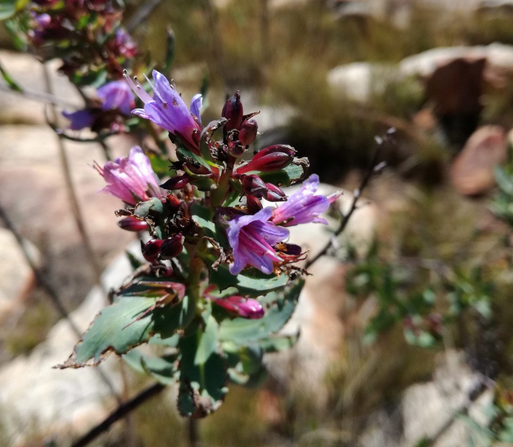 heuningvlei trail purple flower