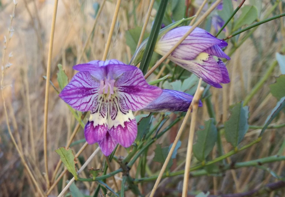 cederberg fynbos purple flower
