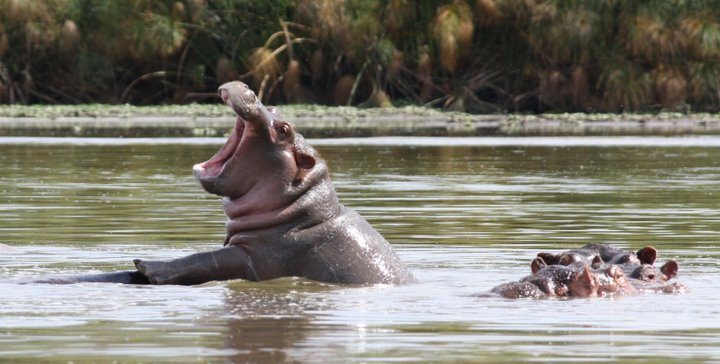 hippo yawning lake naivasha kenya