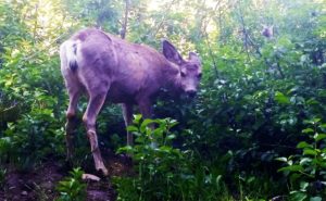 jenny lake campground deer