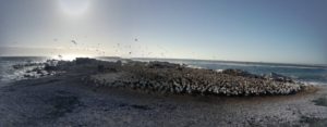 bird island nature reserve lamberts bay