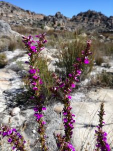 purple flowering bush heuningvlei