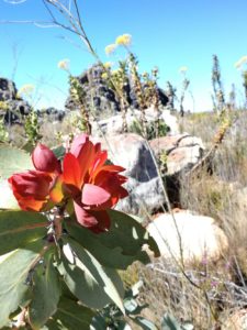 red flowering plant rhino cederberg