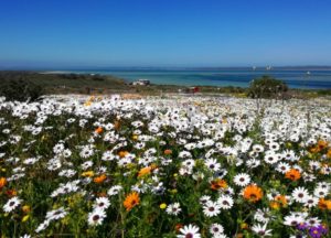 west coast national park flowers