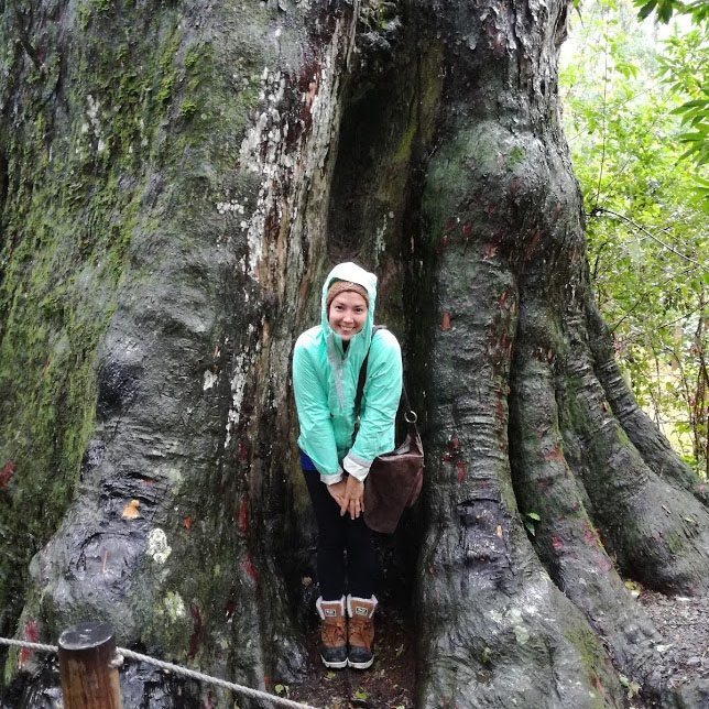 the big tree tsitsikamma
