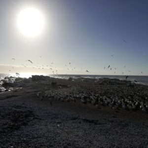 bird island nature reserve