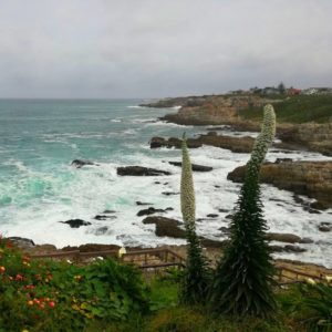 hermanus cliff path