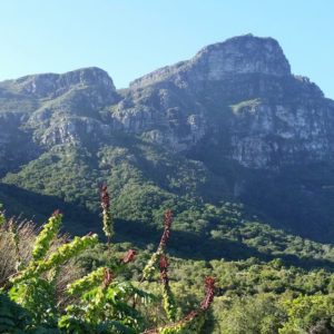 kirstenbosch botanical gardens