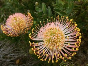 fernkloof proteas