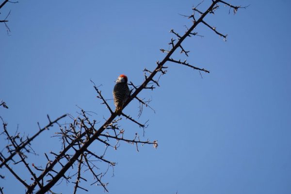some kind of woodpecker? i'm a bad birder.